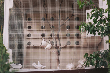 Pigeons resting on branches inside a cozy aviary surrounded by lush greenery on a sunny afternoon