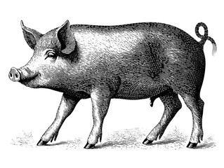 Detailed vintage engraved illustration of a pig showcasing its unique features and expressive demeanor in a classic style