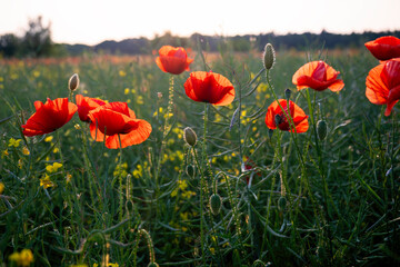 Field poppies