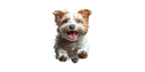 Happy Dog Jumping With Joy. Energetic Pet Portrait Isolated On Transparent Background