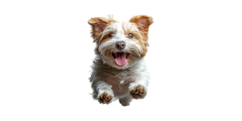 Happy Dog Jumping With Joy. Energetic Pet Portrait Isolated On Transparent Background