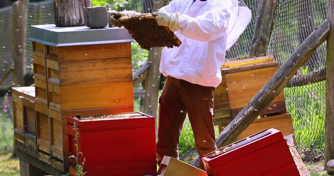 beekeeper working in his apiary