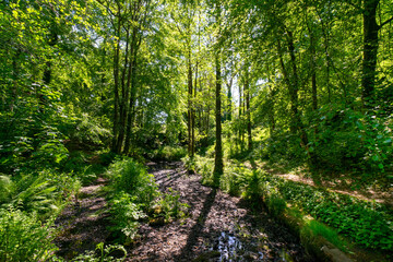 Finlaystone Country Park Estate. Scotland. Uk. The woodland is host to a wide variety of wildlife including roe deer, fox, grey squirrel, stoat, three species of raptor and a large colony of herons. 