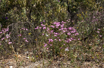 Fototapeta premium flores campestres