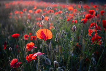 Field poppies