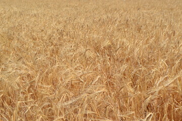 Golden wheat field in summer with sunlit harvest horizon. Summer background. Yellow field. Copy space. Free space for text