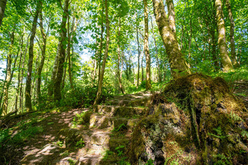 Fototapeta premium Finlaystone Country Park Estate. Scotland. Uk. The woodland is host to a wide variety of wildlife including roe deer, fox, grey squirrel, stoat, three species of raptor and a large colony of herons. 