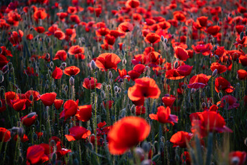 Field poppies