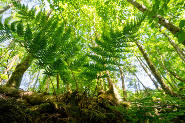 Fern in the foreground. Deciduous forest in the background behind. Woodland at Finlaystone Country Park Estate. Scotland. United Kingdom.  