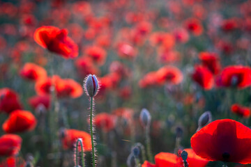 Field poppies