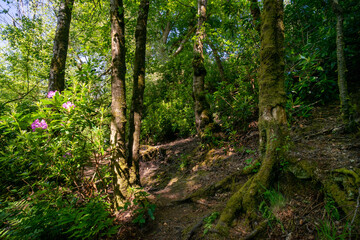 Finlaystone Country Park Estate. Scotland. Uk. The woodland is host to a wide variety of wildlife including roe deer, fox, grey squirrel, stoat, three species of raptor and a large colony of herons. 