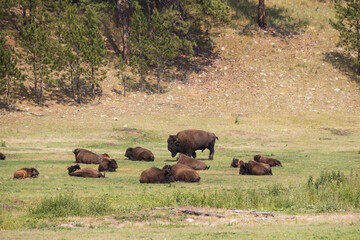 American bison grazing in a meadow