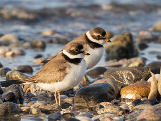 Semipalmated Plovers resting up on a rocky shoreline during their spring migration up the east coast of North America