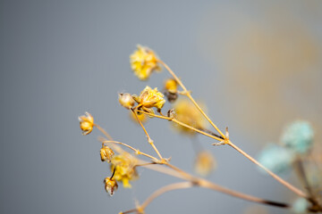 Macro Photo of Coral Bells Flowers as Background Wallpaper
