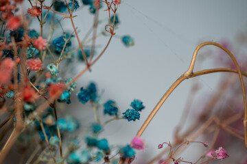 Macro Photo of Coral Bells Flowers as Background Wallpaper