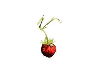 Wild strawberries isolated on a white background 