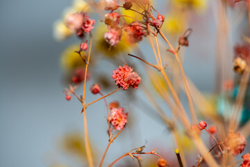 Macro Photo of Coral Bells Flowers as Background Wallpaper