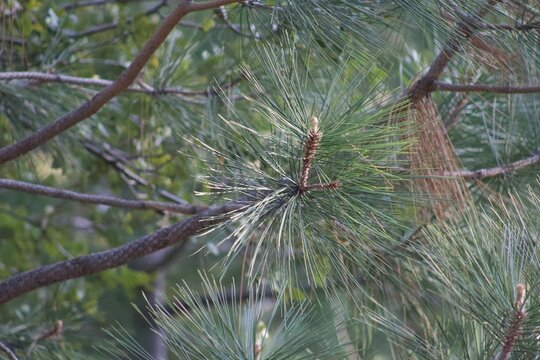Pine needles close up in idyllwild