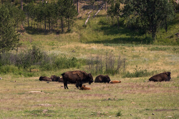 American bison grazing in a meadow