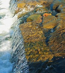 Wildlife. Mountain river. Thresholds of water sources. Transparent water. Movement of water in nature. Close-up. refreshing condition Wallpaper. Postcard