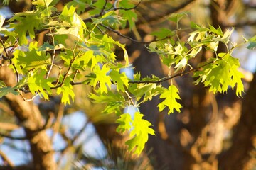Aesthetic light green oak leaves sun lit during sunset golden hour in Idyllwild San Jacinto mountains california
