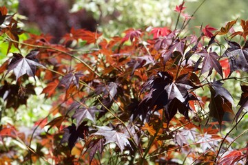 Burnt orange and deep brown maple leaves in Idyllwild San Jacinto mountains california