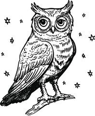 owl on a white background