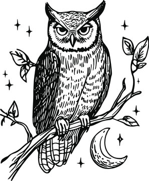 owl on a white background