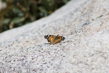 Orange Monarch Butterfly in the wild on rock at Tahquitz peak in Idyllwild San Jacinto mountains california
