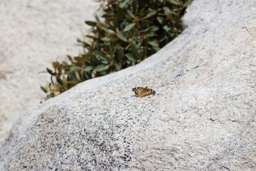 Orange Monarch Butterfly in the wild on rock at Tahquitz peak in Idyllwild San Jacinto mountains california