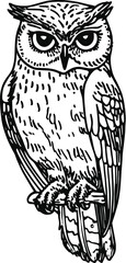 owl on a white background