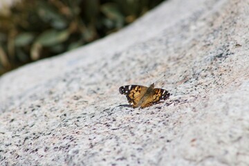 Orange Monarch Butterfly in the wild on rock at Tahquitz peak in Idyllwild San Jacinto mountains california