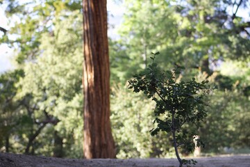 Forest during sunset in Idyllwild San Jacinto mountains california