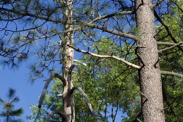 Trees in forest basked in sunlight in Idyllwild San Jacinto mountains california