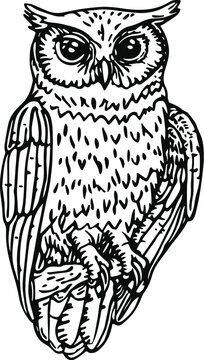 owl on a white background