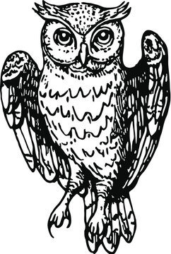 owl on a white background