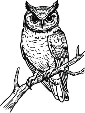 owl on a white background