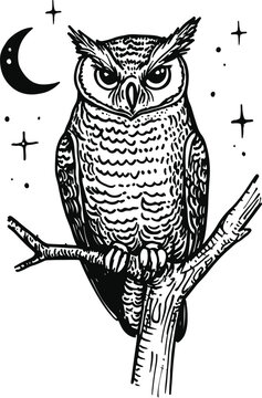 owl on a white background