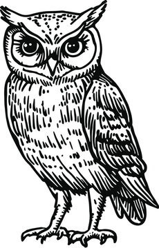 owl on a white background