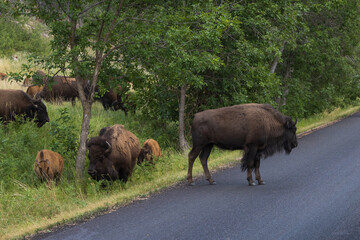 Fototapeta premium American bison grazing in a meadow