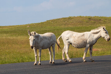 Obraz premium Wild burros in a meadow