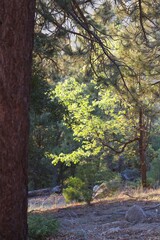 Sunlight golden hour sunset light hitting green trees foliage in forest in Idyllwild San Jacinto mountains california