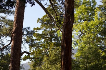 Sunlight golden hour sunset light hitting green trees foliage in forest in Idyllwild San Jacinto mountains california