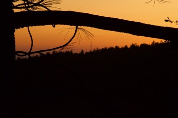 Vivid orange sunset peeking through tree silhouette in Idyllwild San Jacinto mountains california