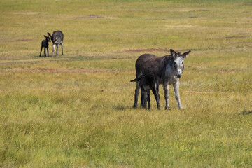 Wild burro foal with mother