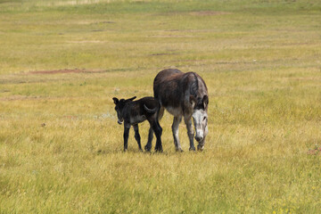 Wild burro foal with mother