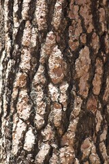 Tree bark close up in Idyllwild San Jacinto mountains california