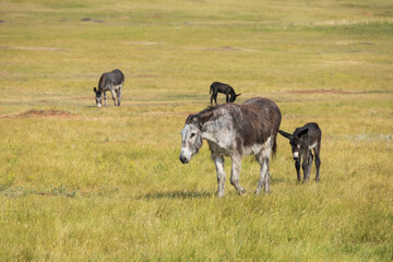 Wild burro foal with mother