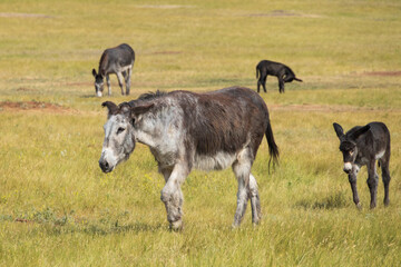 Wild burros in a meadow