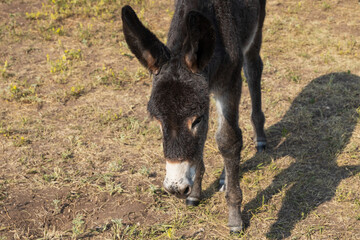 Fototapeta premium Wild burro foal in a meadow